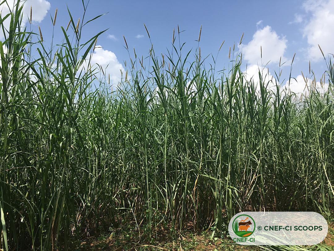 Champ de Maralfalfa de la CNEF-CI SCOOPS en pleine croissance
