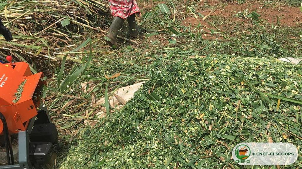 Fourrage frais haché de Maralfalfa, prêt à être distribué