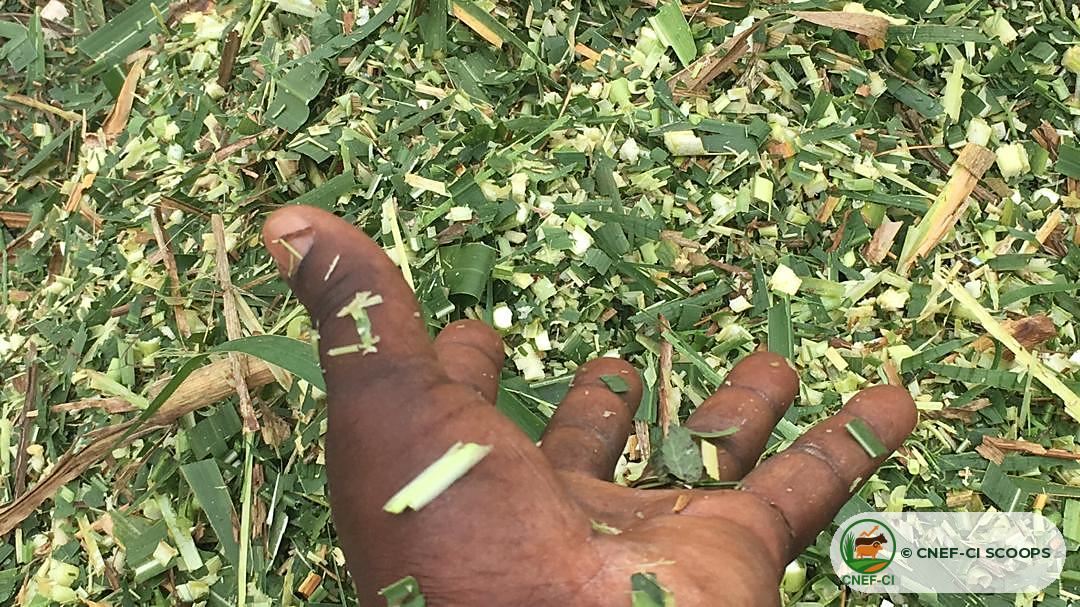 Fourrage frais haché de Maralfalfa, prêt à être distribué