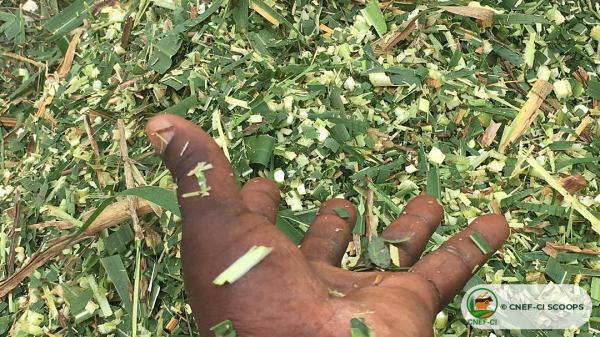 Fourrage frais haché de Maralfalfa, prêt à être distribué