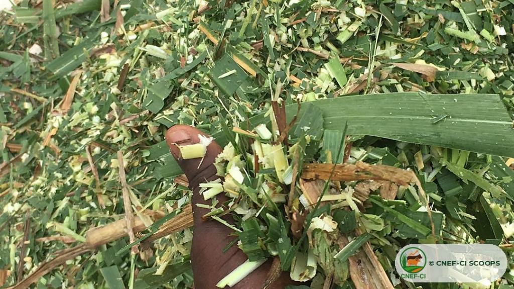 Fourrage frais haché de Maralfalfa, prêt à être distribué