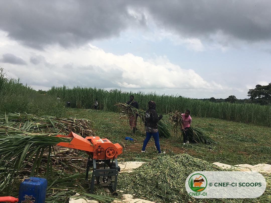 Récolte et hachage du Maralfalfa sur une parcelle CNEF-CI