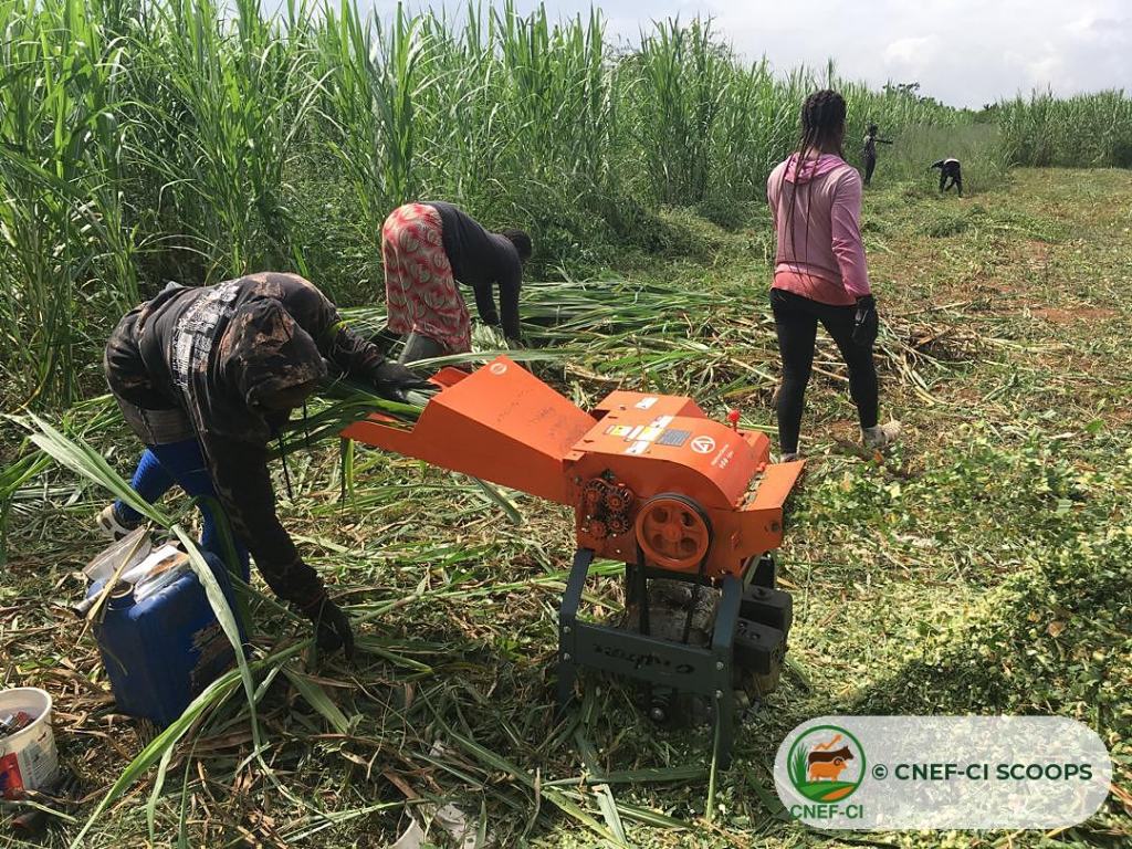 Récolte et hachage du Maralfalfa sur une parcelle CNEF-CI