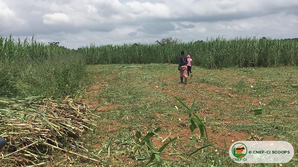 Récolte et hachage du Maralfalfa sur une parcelle CNEF-CI