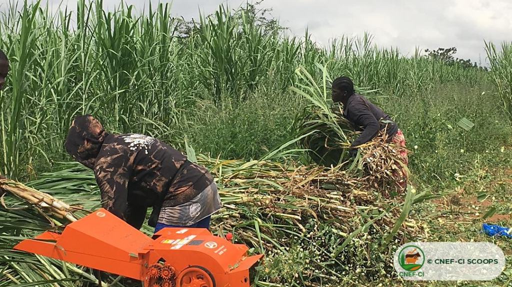 Récolte et hachage du Maralfalfa sur une parcelle CNEF-CI