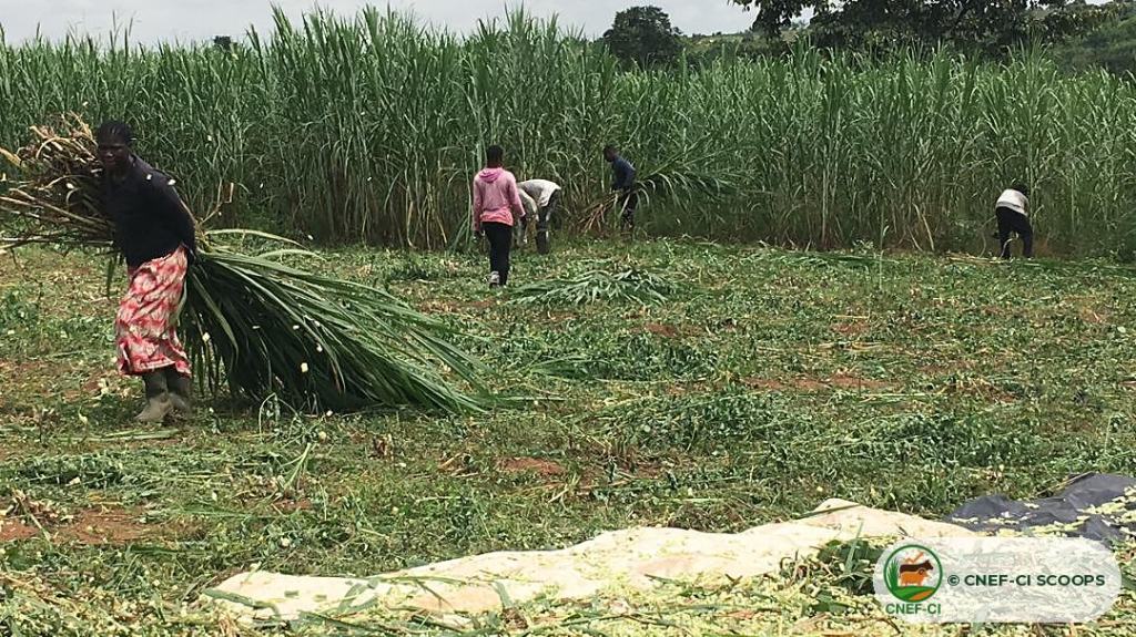 Récolte et hachage du Maralfalfa sur une parcelle CNEF-CI
