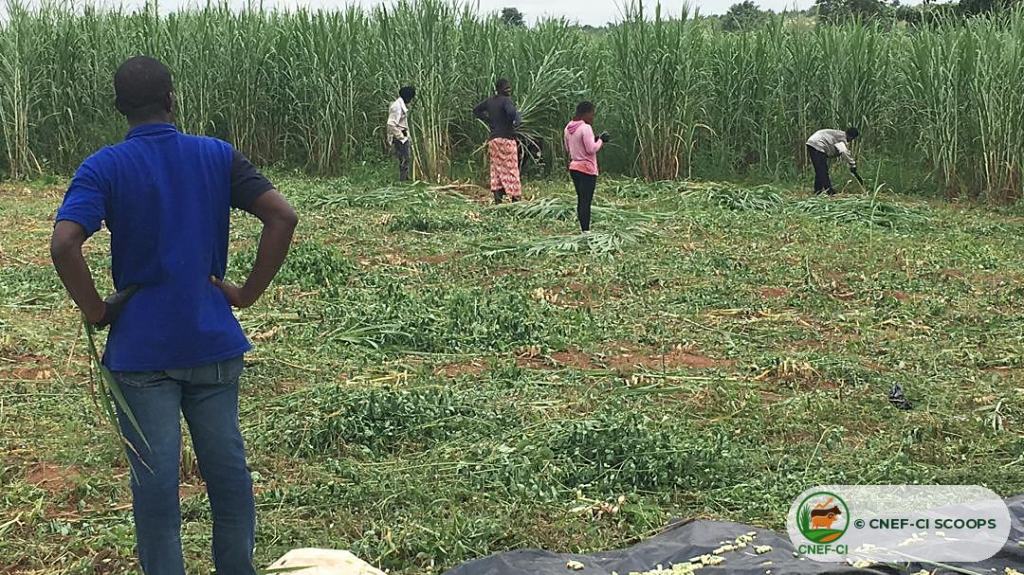 Récolte et hachage du Maralfalfa sur une parcelle CNEF-CI