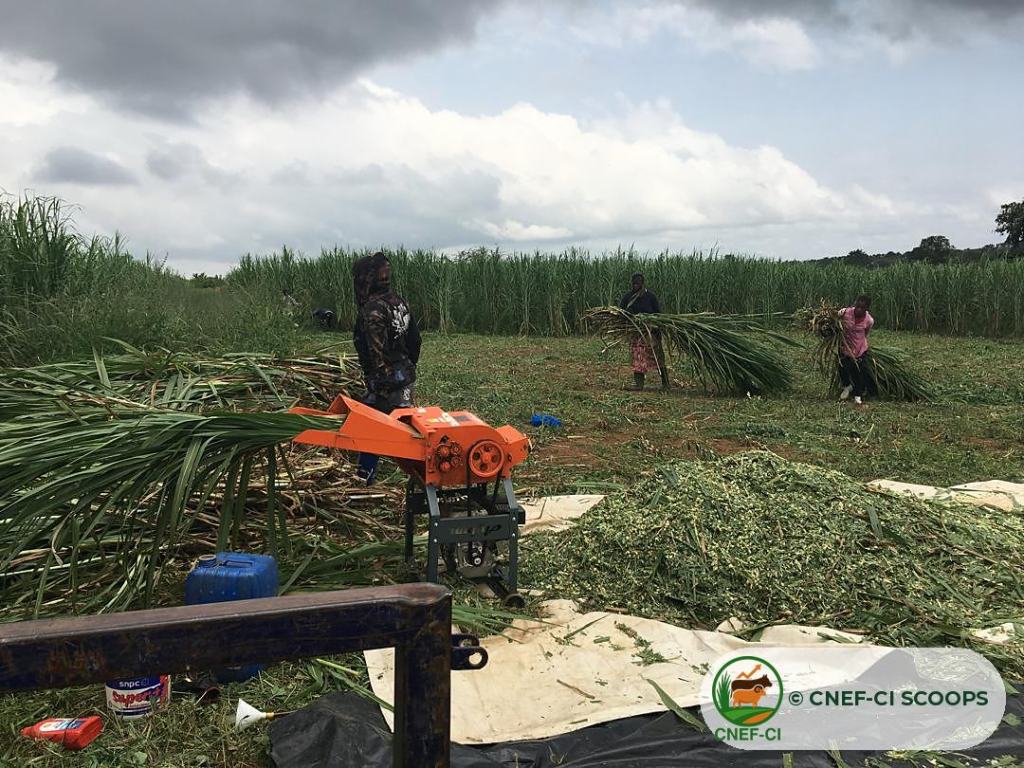 Récolte et hachage du Maralfalfa sur une parcelle CNEF-CI