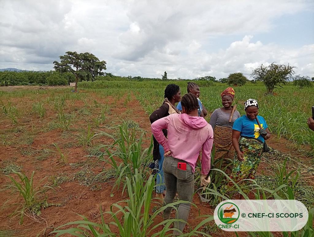 Membres de la CNEF-CI entretenant la parcelle fourragère commune