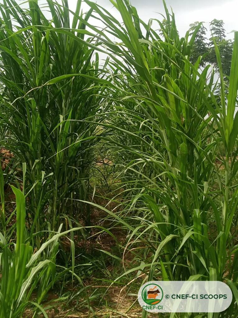 Rangs de Maralfalfa bien développés sur une parcelle de la CNEF-CI