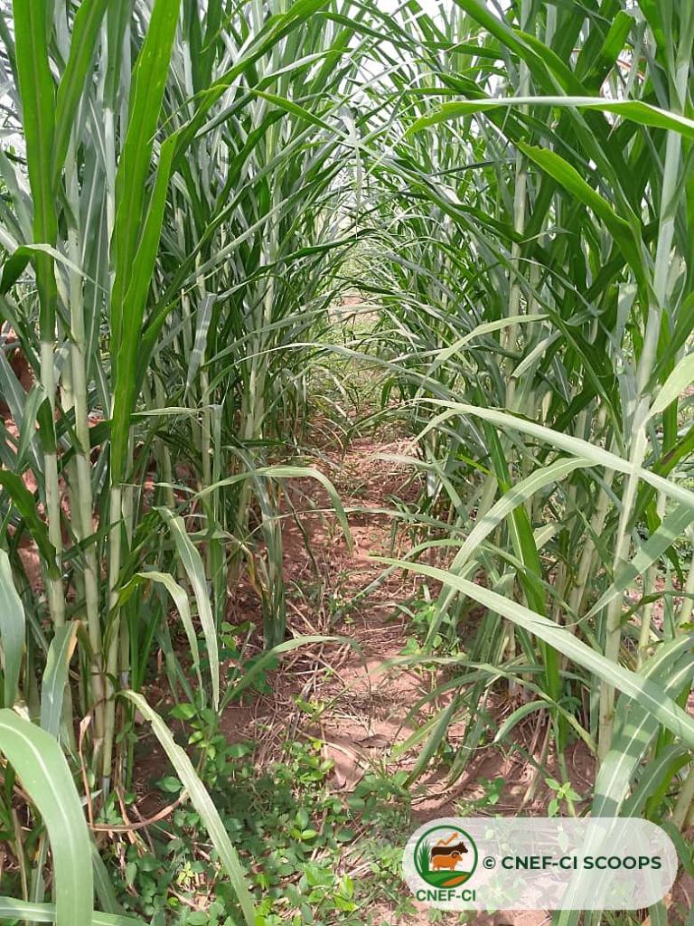 Rangs de Maralfalfa bien développés sur une parcelle de la CNEF-CI