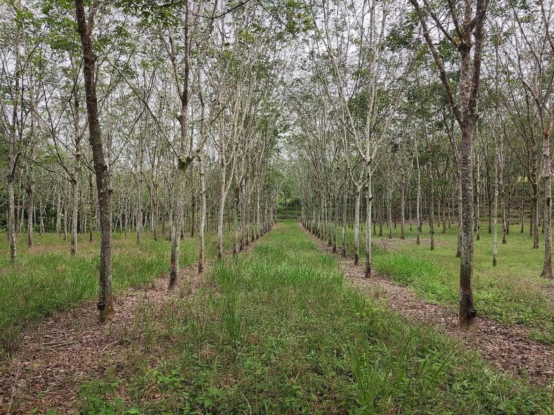 Plantation d’hévéas : les cultures pérennes remplacent les pâturages