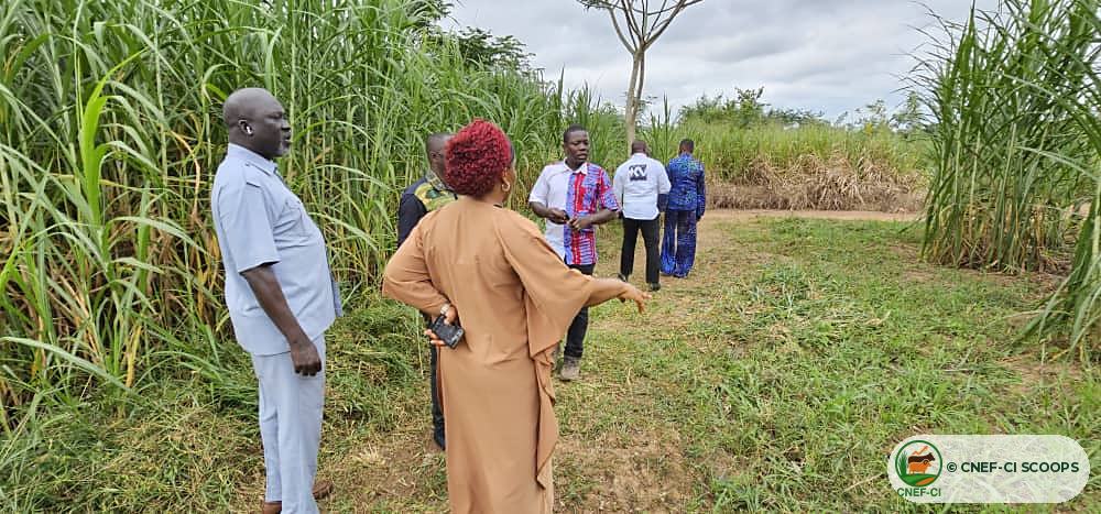 Visite des parcelles fourragères de la CNEF-CI par une délégation de l'INTERPRu