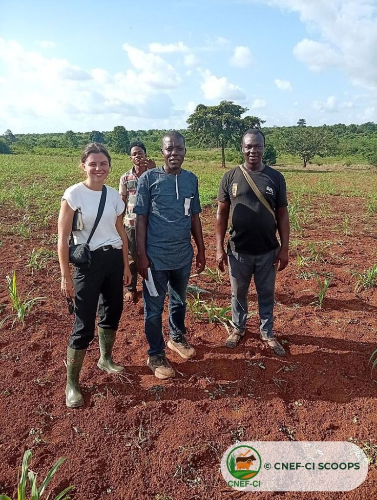 Visite de l'ONG Nitidæ sur une parcelle fourragère CNEF-CI (23 juin 2026)
