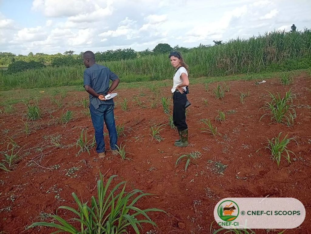 Visite de terrain de l'ONG Nitidæ — production de semences fourragères