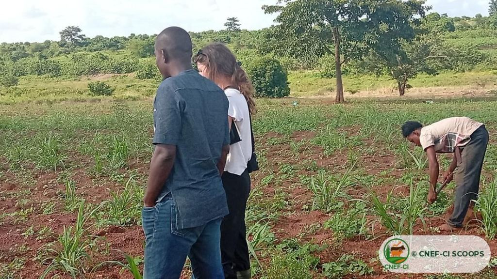 Visite de terrain de l'ONG Nitidæ — production de semences fourragères