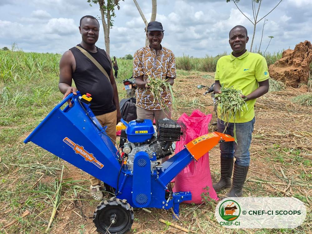 Le Pr Dieudonné Baributsa (Purdue University) et l’équipe de la CNEF-CI avec le fourrage haché lors de la formation sur l’ensilage
